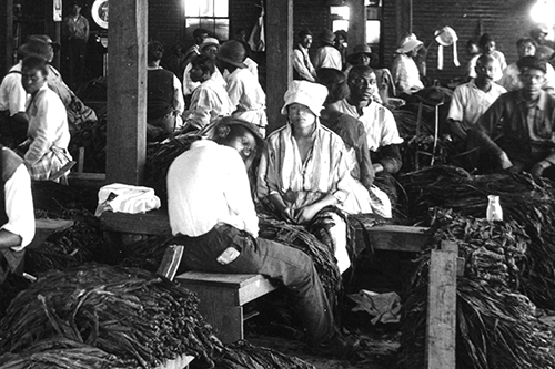 tobacco workers